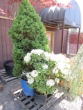 PALLET W/(1) NORWAY SPRUCE, (2) UNIQUE RHODODENDRON