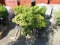 PALLET W/(3) DWARF CYPRESS AND (3) DWARF GOLDEN HINOKI