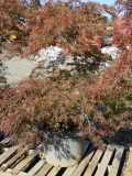 EVER-RED JAPANESE MAPLE TREE