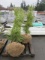 LOT OF (2) WESTERN HEMLOCKS