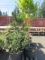 (1) CORAL BARK MAPLE, (1) BLUE SPRUCE, (1) LIMBER PINE