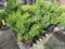 (6) DWARF CYPRESS