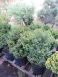 (5) CYPRESS, (1) BOXWOOD, (1) SALIX PURPEA WILLOW