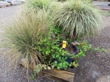 PALLET W/ (3) DECORATIVE POTS OF EGYPTIAN GRASS AND (1) WILD ROSE BUSH