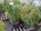 (2) 20 GALLON BOXWOOD, & (1) 20 GALLON WEEPING SPRUCE