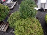 (2) 6 GALLON NEST SPRUCE , & (1) 6 GALLON BOXWOOD