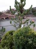 (2) 15 GALLON BOXWOOD PINE, & (1) 20 GALLON LIMBER PINE