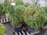 (2) 20 GALLON BOXWOOD, & (1) 20 GALLON WEEPING SPRUCE