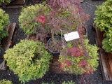 (3) 3 GALLON NEST SPRUCE , & (3) 5 GALLON LACE LEAF MAPLE