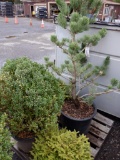 (2) 3 GALLON NEST SPRUCE, (1) 15 GALLON BOXWOOD, & (1) 15 GALLON LIMBER PINE