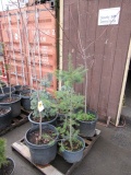 LOT OF (6) ASSORTED  TREES