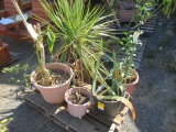 LEMON TREE, ANGEL TRUMPET, W/ ASSORTED PLANTS