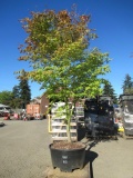 JAPANESE MAPLE-LIGHT GREEN