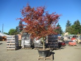 JAPANESE MAPLE-RED