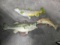 3 - Fish mounts Trout, Bass damaged fins