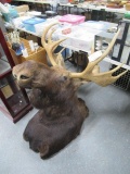 Moose head mount