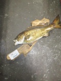 Bass Mount on stick taxidermy fin damage