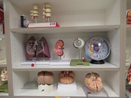CONTENTS OF CABINET - ASSORTED MEDICAL DISPLAYS
