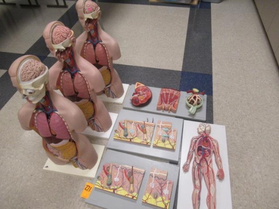 ASSORTED MEDICAL DISPLAYS