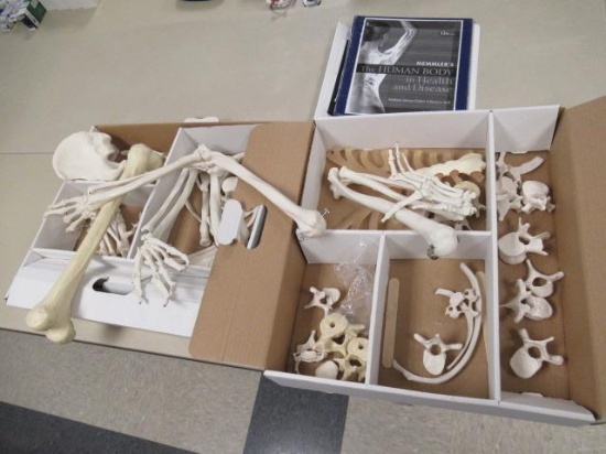 ASSORTED SKELETON PIECES