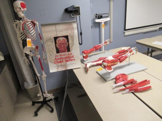 SKELETON & ASSORTED MEDICAL DISPLAYS