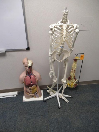 SKELETON & (2) MEDICAL DISPLAYS