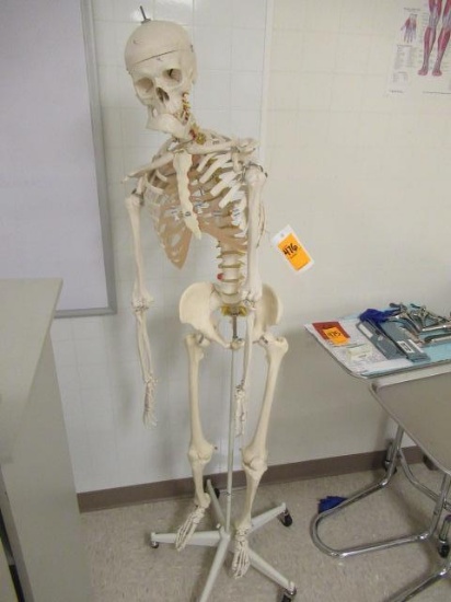 MEDICAL SKELETON