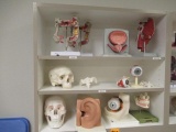 CONTENTS OF CABINET - ASSORTED MEDICAL DISPLAYS