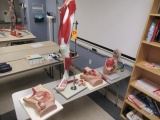 ASSORTED MEDICAL DISPLAYS