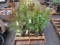 (20) THUJA PLANTS