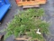 (6) CALGORY CARPET JUNIPER PLANT