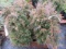 (4) GOLD CANE JUNIPER PLANT