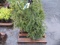 (3) PICEA ORIENTALIS AUREASPICATA PLANT