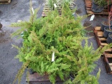 (20) SEA GREEN JUNIPER PLANT