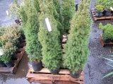 (12) DWARF ALVERTA SPRUCE PLANT