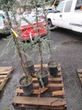 (4) BLUE ATLAS CEDAR PLANT