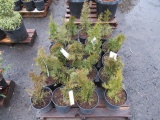 (20) EMERALD GREEN ARBORVITAE PLANT