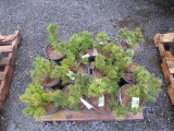 (3) PINUS ''MUGHOE PINE'' PLANT