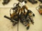 (5) DEWALT 3/8'' & 1/2'' CORDED VSR DRILLS