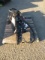 2025 FUTURE FT-HT59 59'' SKID STEER HYDRAULIC HEDGE TRIMMER ATTACHMENT (UNUSED)
