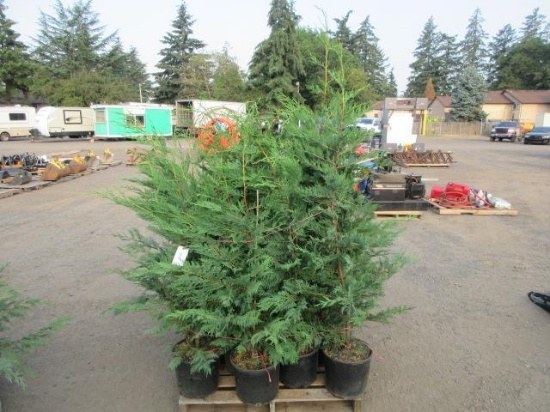 (16) LEYLAND CYPRESS TREES