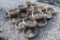 (20) John Deere Planter Gauge Wheels