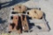 Lot of (4) Tractor Weights