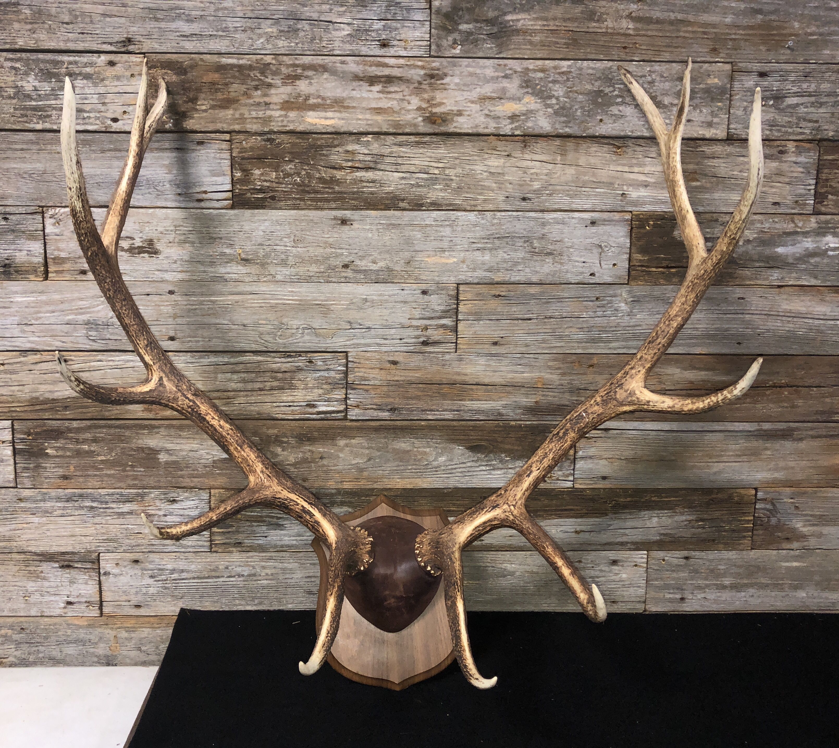 12 Point Elk Antlers Mount Taxidermy | Proxibid