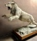 African Lion Mount Taxidermy