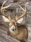10 Point Whitetail Deer Mount Taxidermy