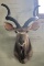 Kudu Mount Taxidermy