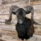 Black Coriscan Ram Mount Taxidermy