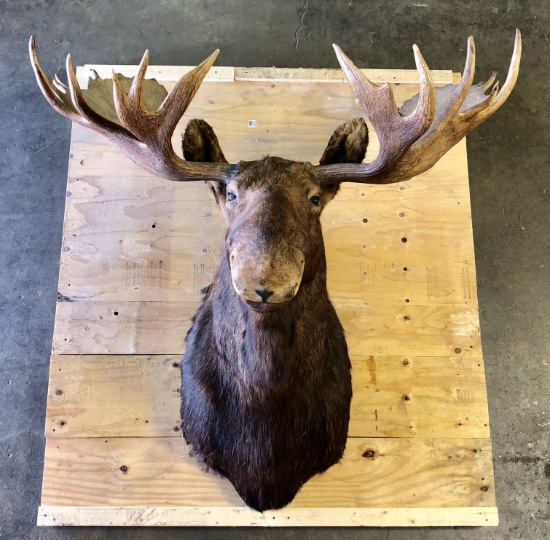 Moose Mount Taxidermy