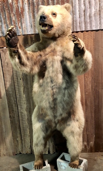 Grizzly Bear Mount Taxidermy